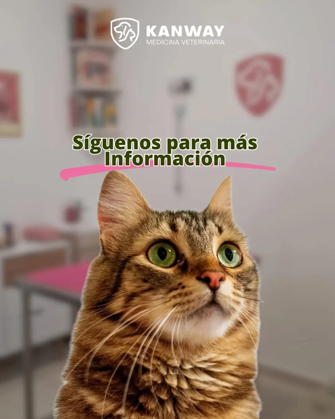 Gato de campaña informativa Kanway